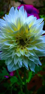 Close-up of a white dahlia in a garden setting.