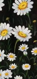 Charming white daisies on dark wallpaper.