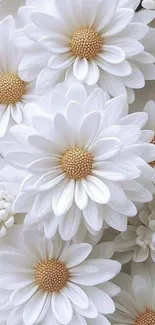 Delicate white daisies wallpaper elegance