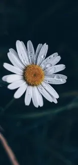 White daisy with dewdrops on a dark background.