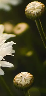 Elegant white daisy flower with green background in detailed close-up.