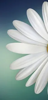 White daisy with yellow center on a gradient background.