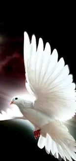 White dove in flight against a dark sky background for mobile wallpaper.