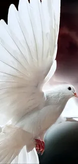 Elegant white dove in flight against a dark sky background.