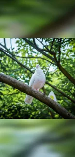 White dove perched on branch in lush green forest wallpaper.