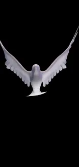 Graceful white dove soaring on a black background wallpaper.