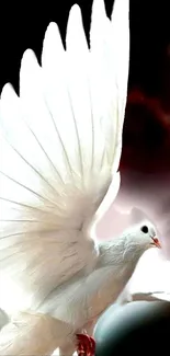 White dove in graceful flight in front of a dark background.