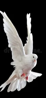 Elegant white dove in flight on black background.