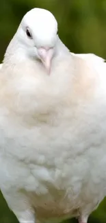 White dove with green background, mobile wallpaper.