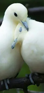 Two elegant white doves perched closely on a branch.