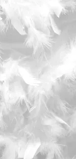 Elegant white feathers create serene mobile wallpaper.