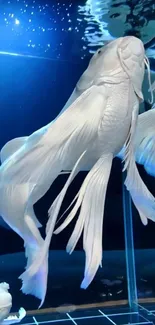 Elegant white fish swimming in clear aquarium, perfect for mobile wallpaper.