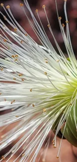 Close-up of a radiant white flower in full bloom with delicate petals.