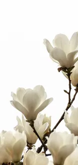 Elegant magnolia flower wallpaper with white blossoms on a mobile screen background.