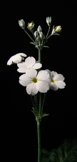 Elegant white flowers on dark background wallpaper.