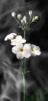 White flowers on a dark background.