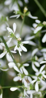 White flowers with green leaves on a phone wallpaper.