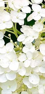 Elegant white floral wallpaper with delicate blossoms.