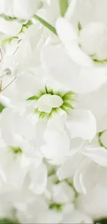 Close-up of elegant white flowers with green centers on a mobile wallpaper.