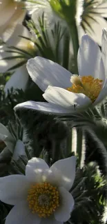 White flowers and green leaves wallpaper showcasing spring elegance.