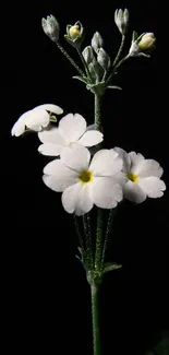 Elegant white flowers on black background mobile wallpaper.