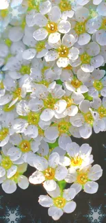 Elegant white flowers with green centers on a blurred soft background.