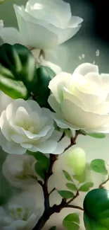 Elegant white flowers with green leaves wallpaper.