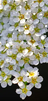 Cluster of white flowers with soft petals in elegant arrangement.