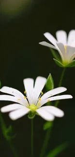 Elegant white flowers with dark background