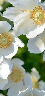 Elegant white flowers with green background in mobile wallpaper.