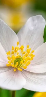 White flower with yellow center on a vibrant green background.