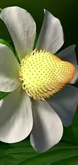 Elegant white flower with a yellow center and lush green leaves.