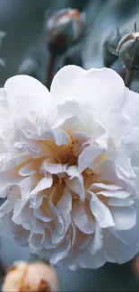 A close-up of a blooming white rose with soft petals.