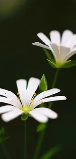 White flowers with green stems on dark background