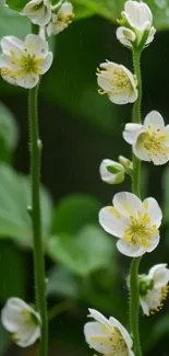 White flowers with green leaves background.