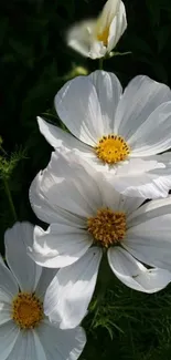 Elegant white flowers blooming with green leaves in the background.