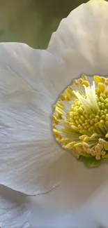 Closeup of a white flower with a yellow center, projecting elegance and serenity.