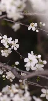 Elegant white blossoms on soft branches, nature wallpaper.