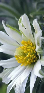 Close-up of an elegant white flower with lush green leaves.