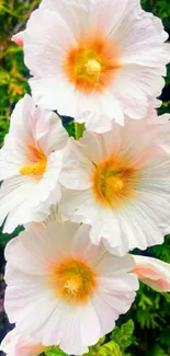 Elegant white flowers with yellow centers on a green background.