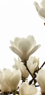 Elegant white blossoms on branches against a clear sky.