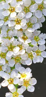 Elegant white flower blossoms on a mobile wallpaper background.