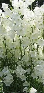 Lush white flower blossoms in a green garden setting.