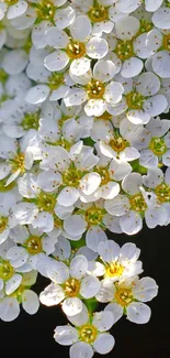 Elegant white flowers in full bloom on a dark background, perfect for mobile wallpaper.