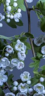 White flowers on a branch with a blue-gray background.