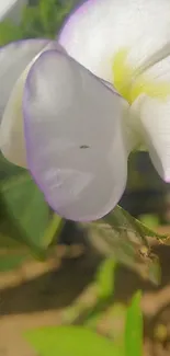 Close-up of a white flower with purple edges.