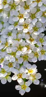 Elegant cluster of white flowers, perfect for a serene mobile wallpaper.