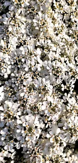 Wallpaper with elegant white flowers in bloom.