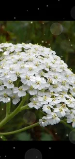 Cluster of white flowers with green leaves.