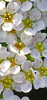 Beautiful white flower cluster on a dark background.